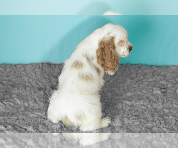 Medium Photo #5 Cocker Spaniel Puppy For Sale in NAPPANEE, IN, USA