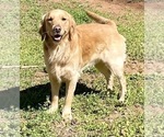 Small Photo #1 Golden Retriever Puppy For Sale in WINDER, GA, USA