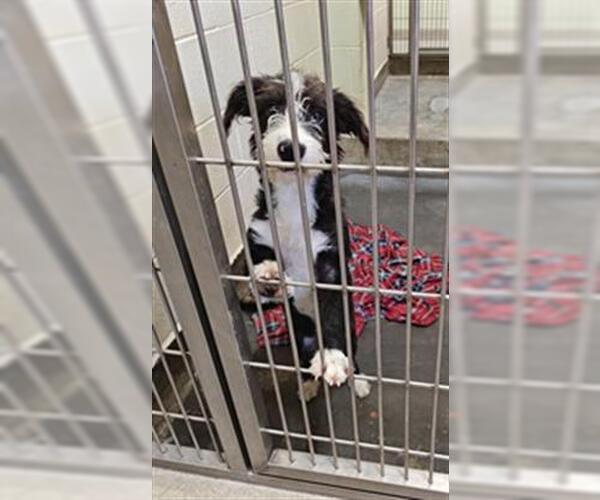 Medium Photo #1 Mutt Puppy For Sale in Upland, CA, USA