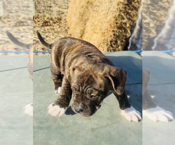 Medium Photo #2 American Bully Puppy For Sale in GROVE CITY, MN, USA