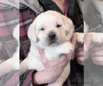 Small Photo #39 Labrador Retriever Puppy For Sale in GLENDALE, CA, USA