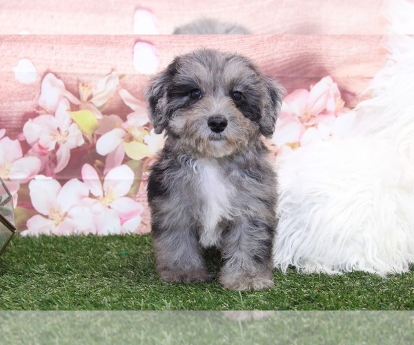 Medium Photo #2 YorkiePoo Puppy For Sale in MARIETTA, GA, USA