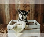 Puppy Princess Gerberian Shepsky