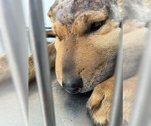 German Shepherd Dog Dogs for adoption in Stockton, CA, USA