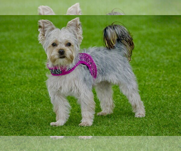 Medium Photo #9 Mutt Puppy For Sale in Allentown,, PA, USA