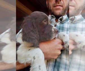 English Springer Spaniel Puppy for sale in GORMAN, CA, USA
