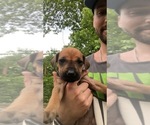 Small Photo #3 Rhodesian Ridgeback Puppy For Sale in STARKVILLE, MS, USA