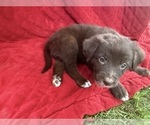 Small #7 Borador