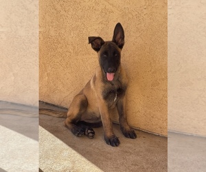 Belgian Malinois Puppy for sale in VISTA, CA, USA