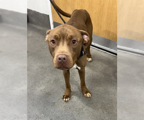 Medium Photo #1 Mutt Puppy For Sale in Forestville, MD, USA