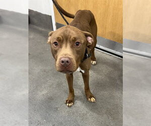 Mutt Dogs for adoption in Forestville, MD, USA