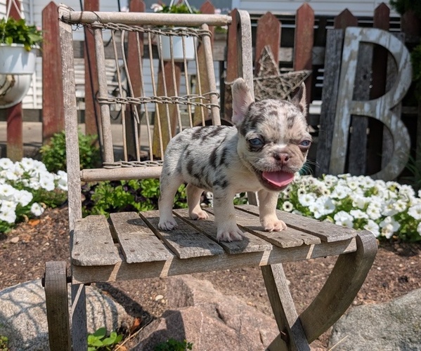 Medium Photo #2 French Bulldog Puppy For Sale in GOSHEN, IN, USA