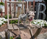 Small #1 French Bulldog