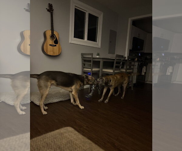 Medium Photo #11 Mutt Puppy For Sale in Stevens Point, WI, USA