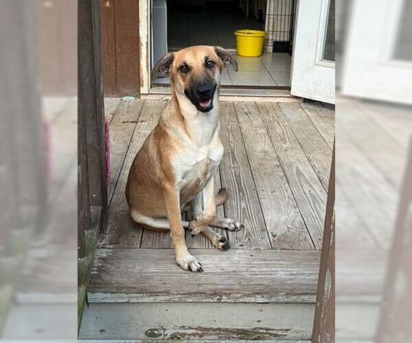 Medium Photo #12 Mutt Puppy For Sale in Oro Medonte, Ontario, Canada