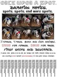 Dalmatian Puppy for sale in BEECH GROVE, IN, USA
