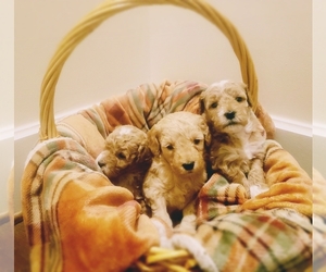 Goldendoodle (Miniature) Puppy for sale in WOODSTOCK, GA, USA