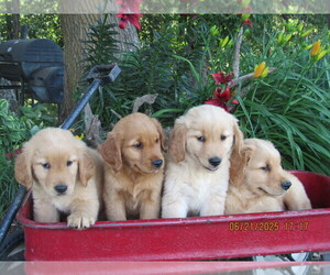 Golden Retriever Puppy for Sale in SINGERS GLEN, Virginia USA