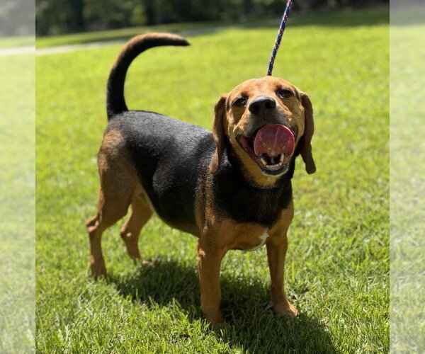 Medium Photo #2 Beagle Puppy For Sale in Yardley, PA, USA