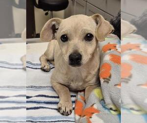 Chihuahua Dogs for adoption in Lodi, CA, USA