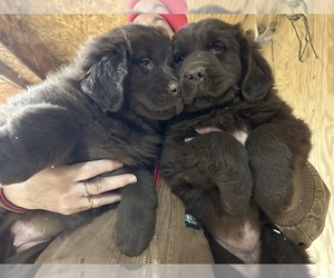 Newfoundland Puppy for sale in RENSSELAER, IN, USA