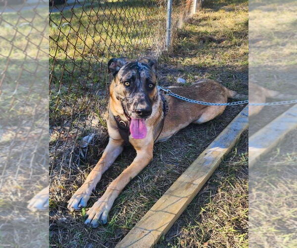 Medium Photo #1 German Shepherd Dog-Great Dane Mix Puppy For Sale in Bullard, TX, USA