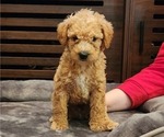 Small Photo #3 Australian Labradoodle-Labradoodle Mix Puppy For Sale in ROY, WA, USA