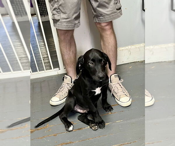 Medium Photo #4 Labrador Retriever-Unknown Mix Puppy For Sale in Mooresville, NC, USA