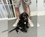 Small #3 Labrador Retriever Mix