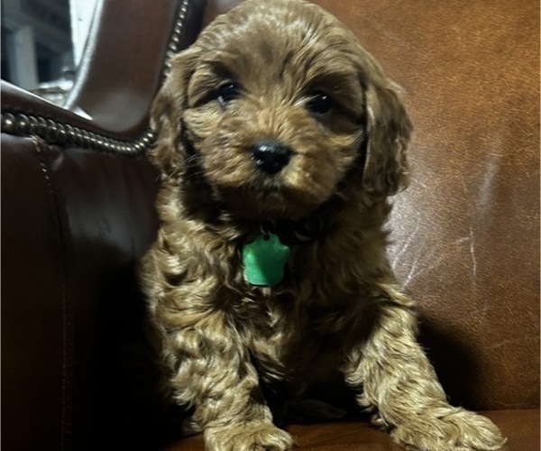 Medium Photo #2 Cavapoo-Poodle (Miniature) Mix Puppy For Sale in ATGLEN, PA, USA