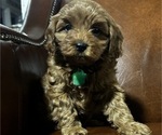 Small Photo #2 Cavapoo-Poodle (Miniature) Mix Puppy For Sale in ATGLEN, PA, USA