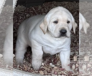 Labrador Retriever Puppy for sale in ALL HEALING SPRINGS, NC, USA