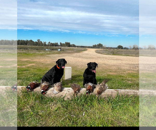 Medium Photo #20 Labrador Retriever Puppy For Sale in REDDING, CA, USA