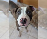 Small #8 American Pit Bull Terrier Mix