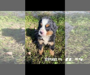 Bernese Mountain Dog Puppy for sale in FLAT ROCK, AL, USA
