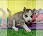 Small Photo #21 Siberian Husky Puppy For Sale in DEARBORN, MO, USA
