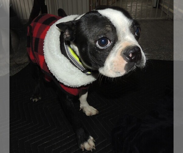 Medium Photo #1 Boston Terrier Puppy For Sale in CARLISLE, KY, USA