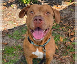PANCAKE - Male American Staffordshire Terrier Dog for Adoption - Photo #3