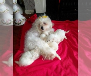Maltese Puppy for sale in FRAMINGHAM, MA, USA