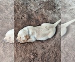 Small #2 Labrador Retriever