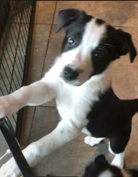 Medium Photo #1 Border Collie Puppy For Sale in WARRENTON, VA, USA