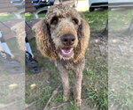 Small #7 Poodle (Standard)