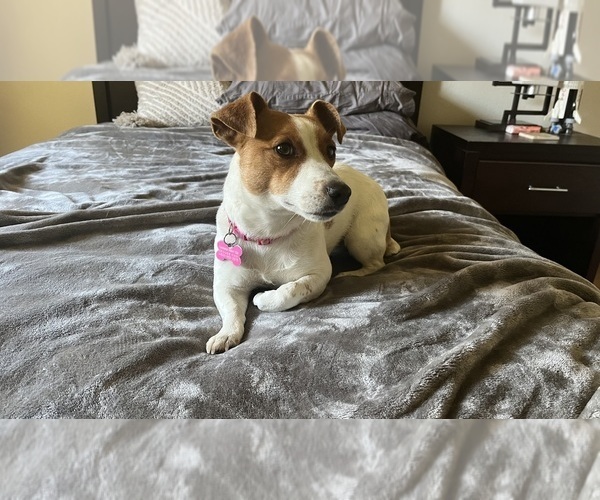 Medium Photo #1 Jack Russell Terrier Puppy For Sale in CARMICHAEL, CA, USA