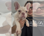 Small #2 French Bulldog