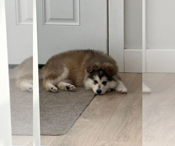 Medium Photo #1 Siberian Husky-Unknown Mix Puppy For Sale in Calgary, Alberta, Canada