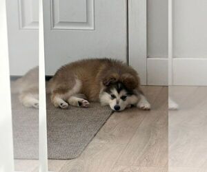 Siberian Husky-Unknown Mix Dogs for adoption in Calgary, Alberta, Canada