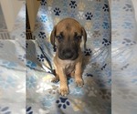Small Great Dane