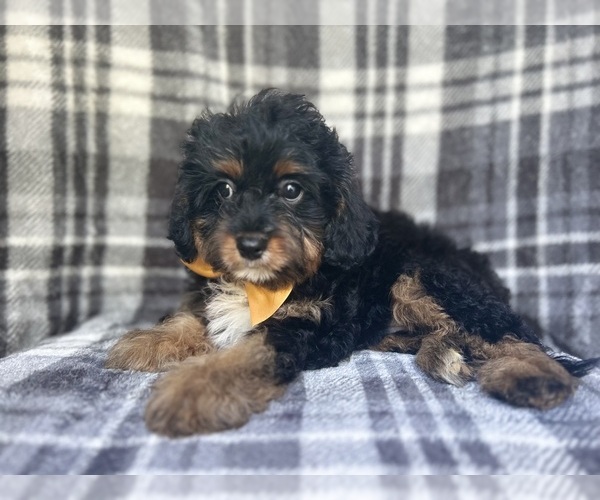 Medium Photo #8 Cavapoo Puppy For Sale in LAKELAND, FL, USA
