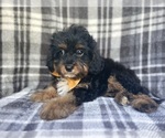 Small #7 Cavapoo