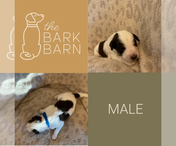 Medium Photo #3 Aussiedoodle Puppy For Sale in CUNNINGHAM, KY, USA